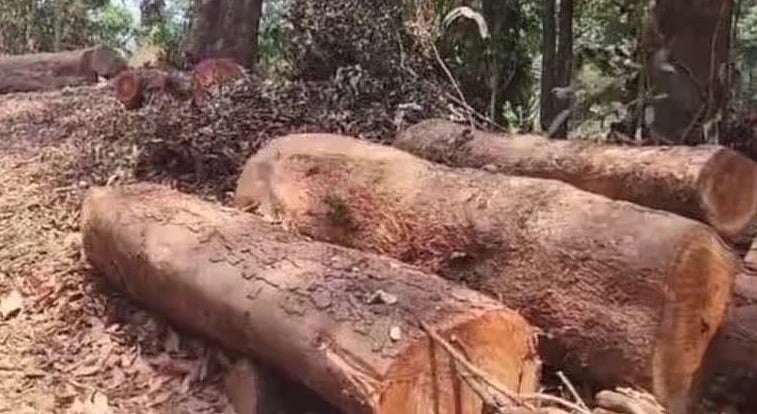 തലപ്പുഴ മരം മുറി: രണ്ട് വനം വകുപ്പ് ഉദ്യോഗസ്ഥരെ സസ്‌പെന്‍ഡ് ചെയ്തു